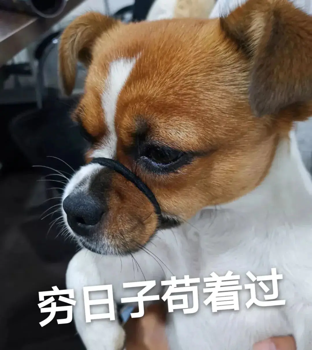 挣钱副业_现在挣钱的副业是什么_挣钱副业现在是什么职业