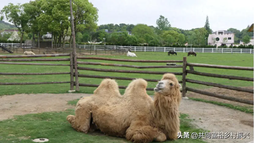 赚钱农场_动物农场如何挣钱_挣钱农场动物游戏
