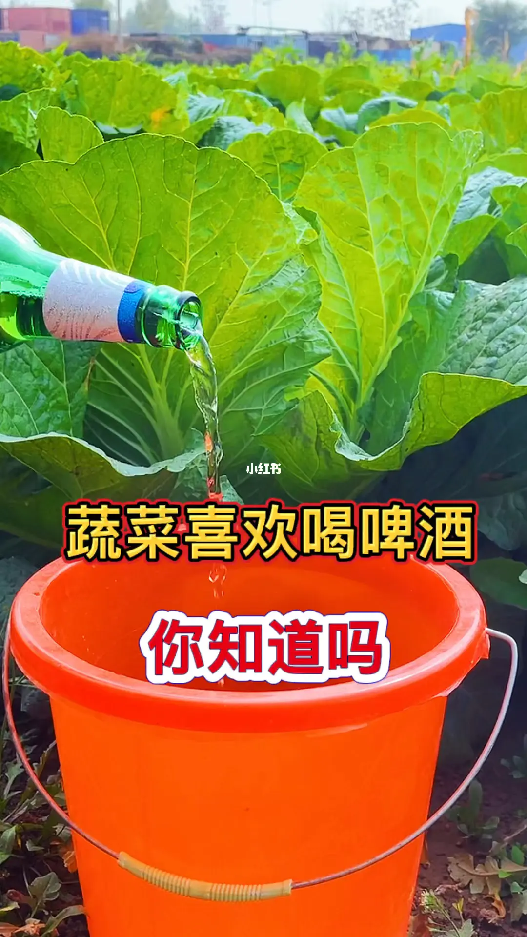 粮油蔬菜店如何挣钱_蔬菜粮油店投资多少_蔬菜粮油店利润如何