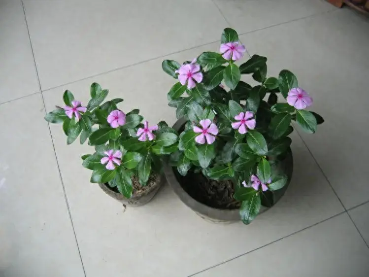 花卉挣钱方法有哪些_花卉如何挣钱方法_花卉怎么挣钱