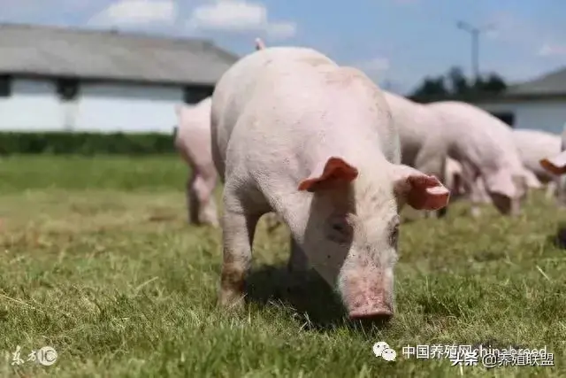 养殖赚钱副业家庭怎么样_家庭养殖副业赚钱_副业养殖什么赚钱