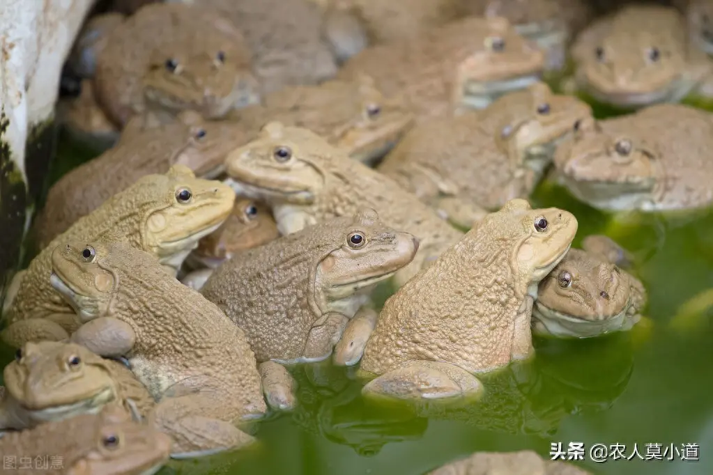 旅游青蛙如何挣钱_旅游青蛙如何挣钱_旅游青蛙如何挣钱
