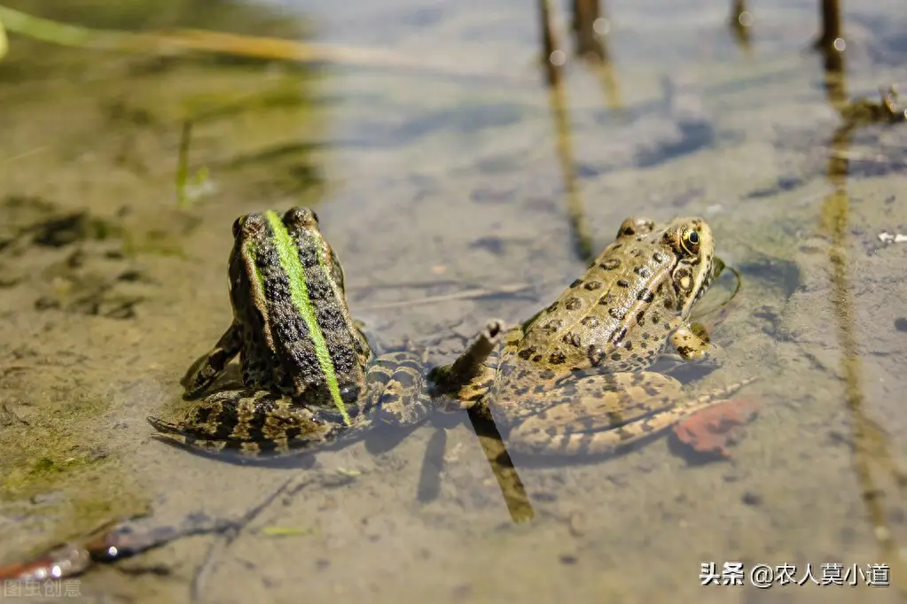 旅游青蛙如何挣钱_旅游青蛙如何挣钱_旅游青蛙如何挣钱