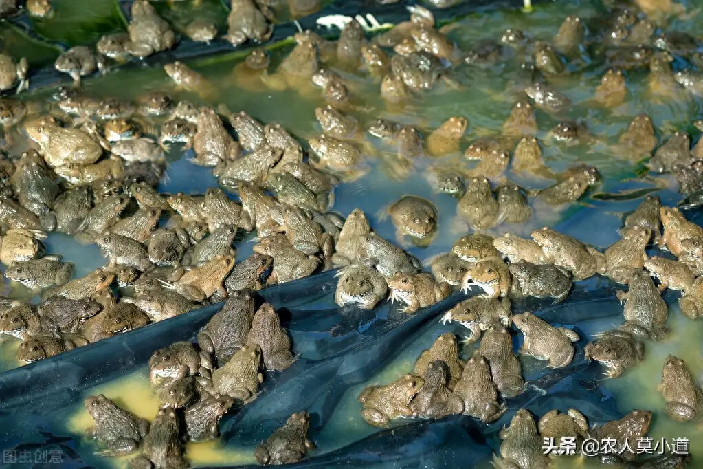 旅游青蛙如何挣钱_旅游青蛙如何挣钱_旅游青蛙如何挣钱