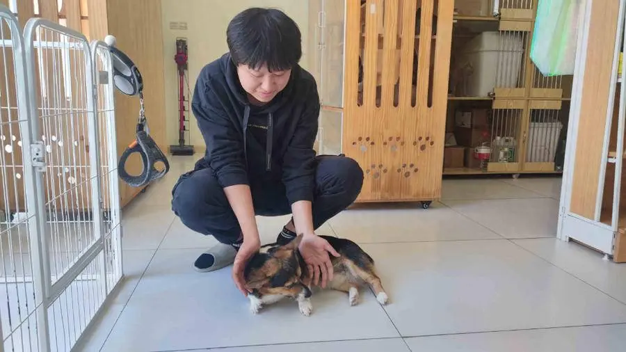 梦幻西游手游副业赚钱_宠物赚钱副业_现在做什么副业赚钱