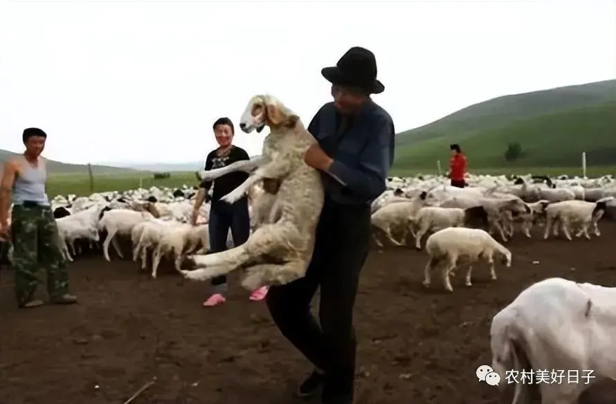 羊贩子是怎么赚钱的_贩羊挣钱吗_羊贩子的利润