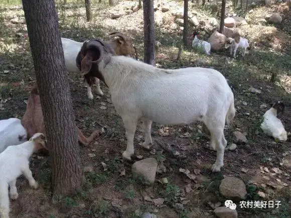 贩羊挣钱吗_羊贩子的利润_羊贩子是怎么赚钱的