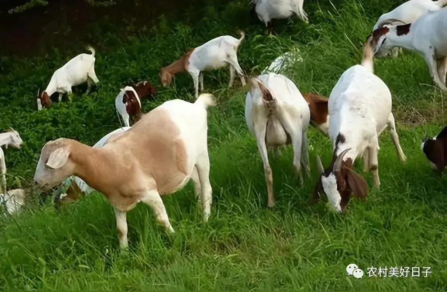 羊贩子是怎么赚钱的_贩羊挣钱吗_羊贩子的利润