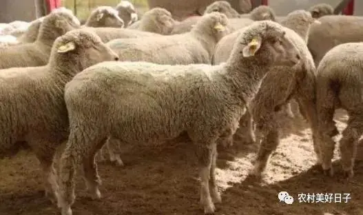 羊贩子的利润_贩羊挣钱吗_羊贩子是怎么赚钱的